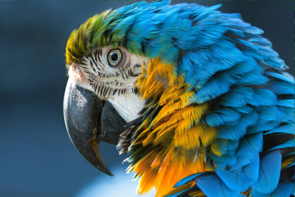 Paphos Zoo